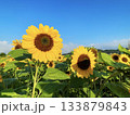 ひまわり 向日葵 ソレイユの丘 133879843