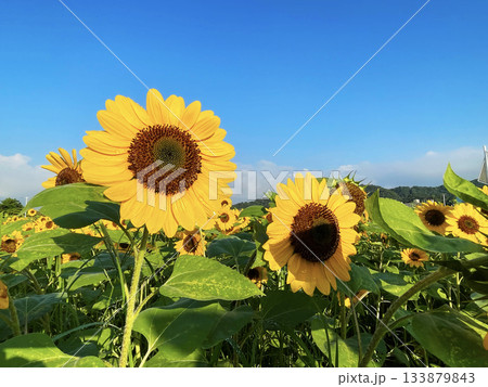 ひまわり 向日葵 ソレイユの丘 133879843