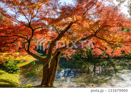 東京都 小石川後楽園 大泉水周辺 紅葉の風景 国の特別史跡 東京都 小石川後楽園 大泉水周辺 紅葉の風景 国の特別史跡 133879900