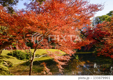 東京都　小石川後楽園　大泉水周辺　紅葉の風景　国の特別史跡 133879901
