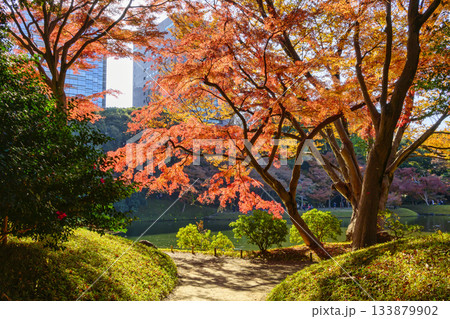 東京都　小石川後楽園　大泉水周辺　紅葉の風景　国の特別史跡 133879902