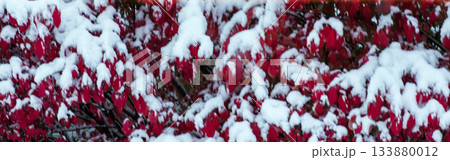 Burning Bush with Fall Colors and a Cover of Snow Burning Bush with Fall Colors and a Cover of Snow 133880012