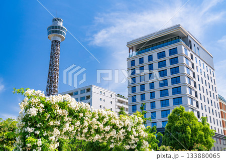 《神奈川県》横浜・新緑の山下公園 133880065