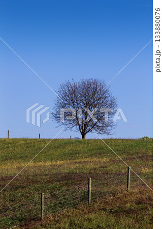 Lone Tree on Top of a Hill ini Autumn, Holmes County, Ohio Lone Tree on Top of a Hill ini Autumn, Holmes County, Ohio 133880076