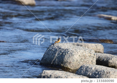 石の上に立っているジョウビタキ 石の上に立っているジョウビタキ 133880090