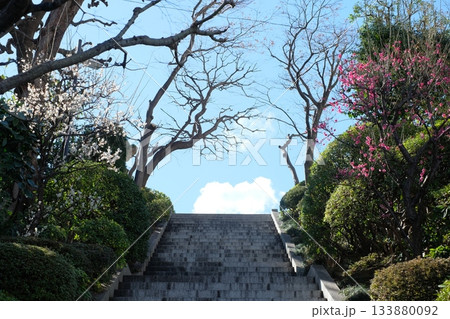 紅梅と白梅が咲く階段 133880092