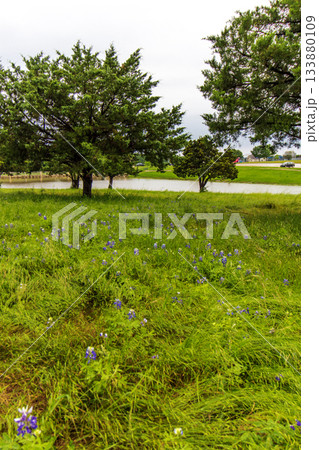 Bluebonnet Park, Ennis, Texas in Spring 133880109