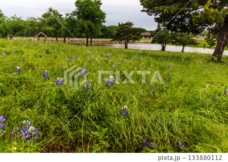 Field of Flowers, Bluebonnet Park, Ennis, Texas 133880112