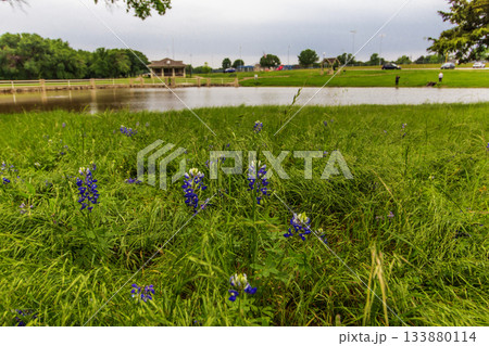 Field of Flowers, Bluebonnet Park, Ennis, Texas 133880114