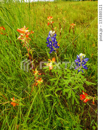 Indian Paintbrush and Bluebonnets, Bluebonnet Park, Ennis, Texas 133880121