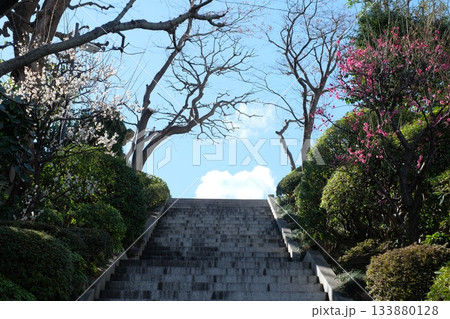 紅梅と白梅が咲く階段 133880128