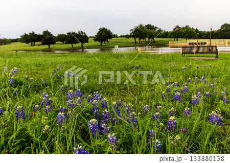 Bluebonnet Park, Ennis, Texas in Spring Bluebonnet Park, Ennis, Texas in Spring 133880138