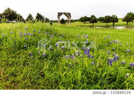 Bluebonnet Park, Ennis, Texas in Spring Bluebonnet Park, Ennis, Texas in Spring 133880139