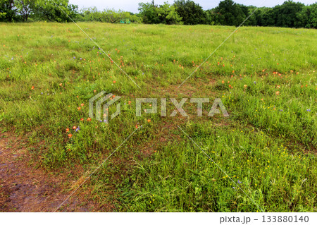 Bluebonnet Park, Ennis, Texas in Spring 133880140