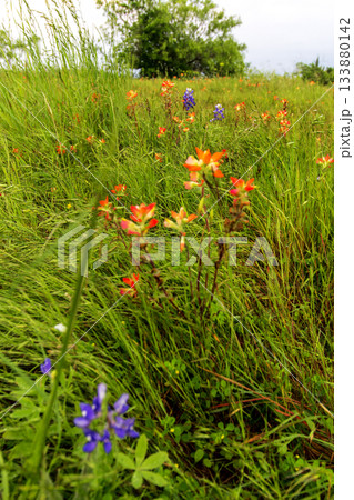 Indian Paintbrush and Bluebonnets, Bluebonnet Park, Ennis, Texas 133880142