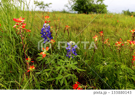 Indian Paintbrush and Bluebonnets, Bluebonnet Park, Ennis, Texas Indian Paintbrush and Bluebonnets, Bluebonnet Park, Ennis, Texas 133880143