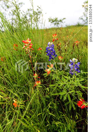 Indian Paintbrush and Bluebonnets, Bluebonnet Park, Ennis, Texas 133880144