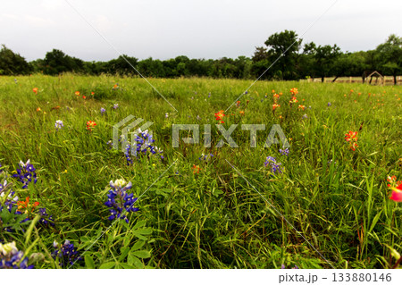 Bluebonnet Park, Ennis, Texas 133880146