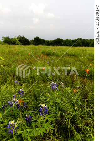 Bluebonnet Park, Ennis, Texas Bluebonnet Park, Ennis, Texas 133880147