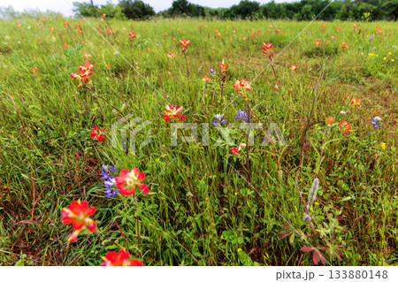 Indian Paintbrush and Bluebonnets, Bluebonnet Park, Ennis, Texas Indian Paintbrush and Bluebonnets, Bluebonnet Park, Ennis, Texas 133880148