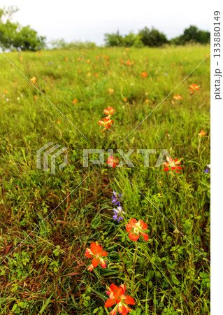 Indian Paintbrush and Bluebonnets, Bluebonnet Park, Ennis, Texas 133880149