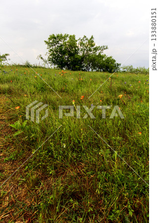 Flower Field, Bluebonnet Park, Ennis, Texas 133880151