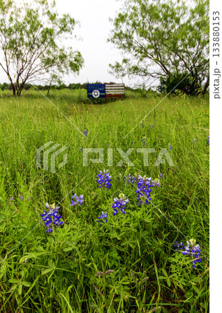 Texas Sign and Flowers, Bluebonnet Park, Ennis, Texas 133880153