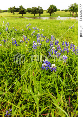 Bluebonnet Park, Ennis, Texas in Spring 133880177