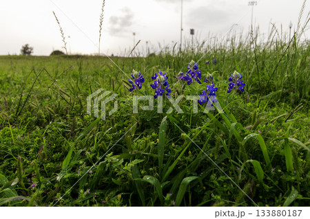 Bluebonnet Park, Ennis, Texas in Spring 133880187