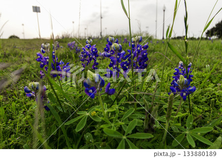 Bluebonnet Park, Ennis, Texas in Spring 133880189