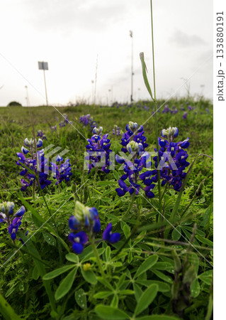 Bluebonnet Park, Ennis, Texas in Spring 133880191