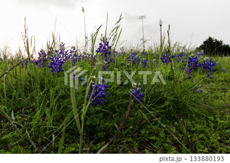 Bluebonnet Park, Ennis, Texas in Spring 133880193