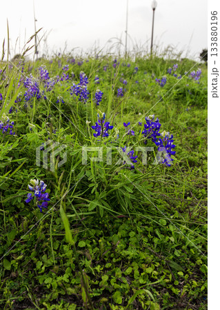 Bluebonnet Park, Ennis, Texas in Spring 133880196