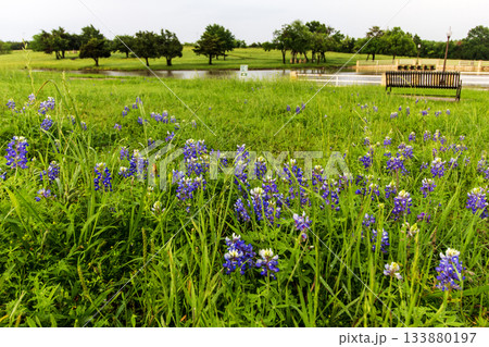 Bluebonnet Park, Ennis, Texas in Spring 133880197