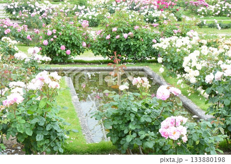 美しいバラ園 美しいバラ園 133880198
