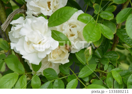 美しいバラ園 美しいバラ園 133880211