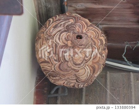 雀蜂の巣・スズメバチ 133880394