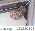 雀蜂の巣・スズメバチ 133880395