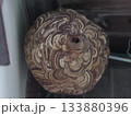 雀蜂の巣・スズメバチ 133880396