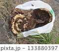 雀蜂の巣・スズメバチ 133880397