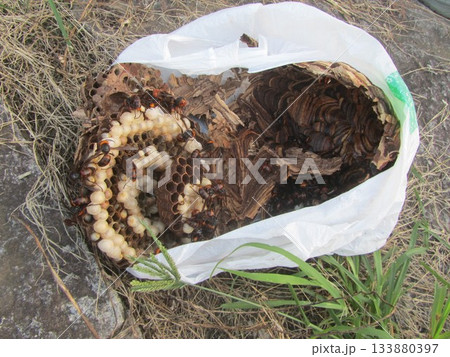雀蜂の巣・スズメバチ 133880397