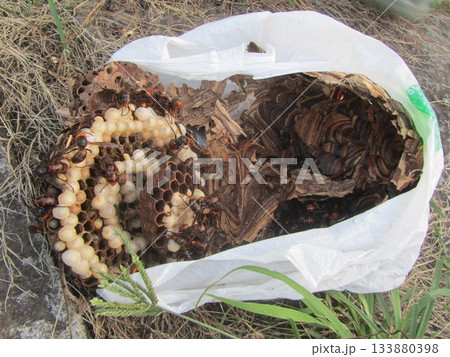 雀蜂の巣・スズメバチ 雀蜂の巣・スズメバチ 133880398