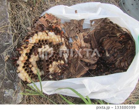 雀蜂の巣・スズメバチ 雀蜂の巣・スズメバチ 133880399