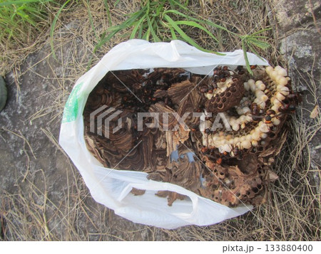雀蜂の巣・スズメバチ 雀蜂の巣・スズメバチ 133880400