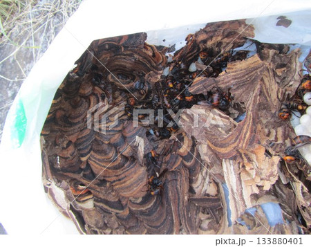 雀蜂の巣・スズメバチ 133880401