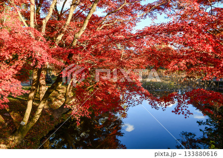 池に映る美しい紅葉 133880616