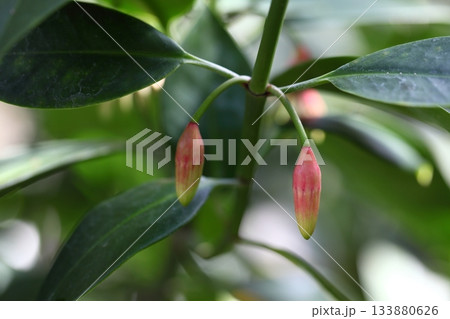 オヒルギの花の蕾 オヒルギの花の蕾 133880626