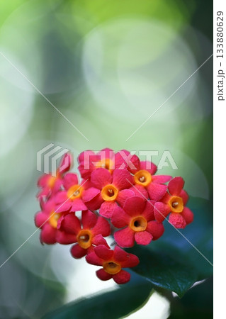 ベニマツリの花 ベニマツリの花 133880629