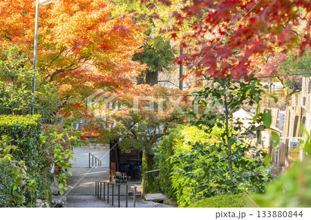 京都　安養寺　山門と紅葉 133880844