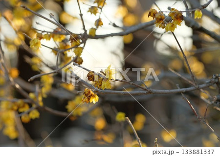 ロウバイの花 ロウバイの花 133881337
